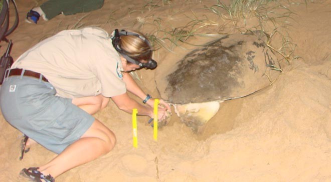 Now flash cameras are allowed - Ranger begins identifying the turtle © BW Media